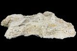 Cretaceous Rudist (Durania) Colony - Kansas #155961-2